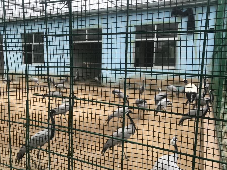 天鵝湖風(fēng)景區(qū)（泰山）速覽！(圖5)