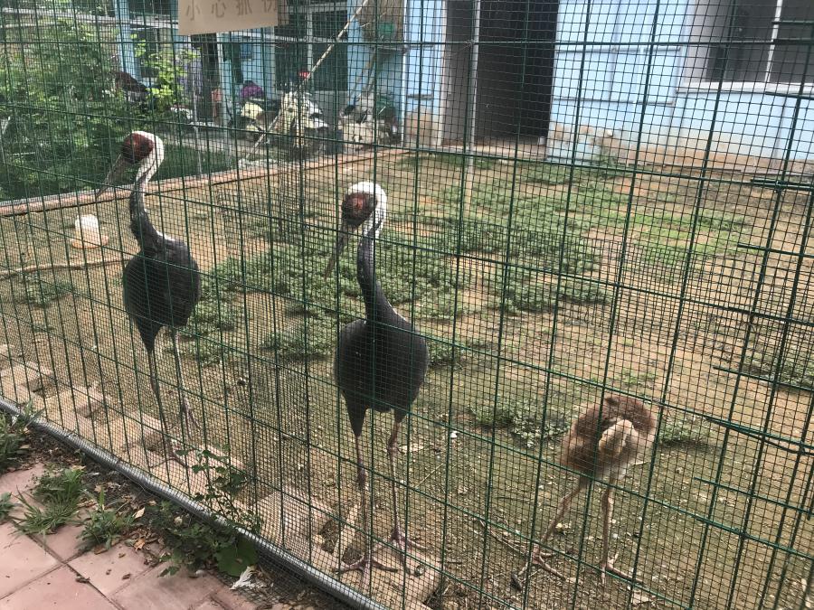 天鵝湖風(fēng)景區(qū)（泰山）速覽！(圖6)