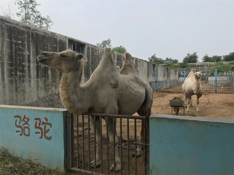 天鵝湖風(fēng)景區(qū)（泰山）速覽！(圖8)