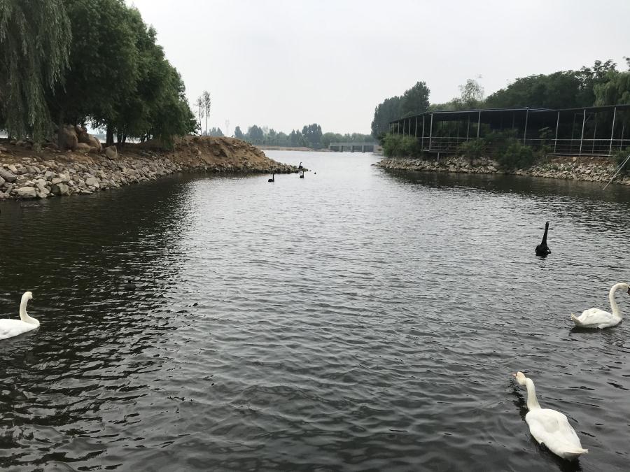 天鵝湖風(fēng)景區(qū)（泰山）速覽！(圖14)