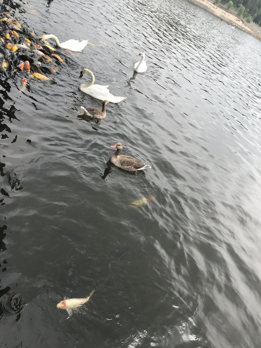 天鵝湖風(fēng)景區(qū)（泰山）速覽！(圖17)